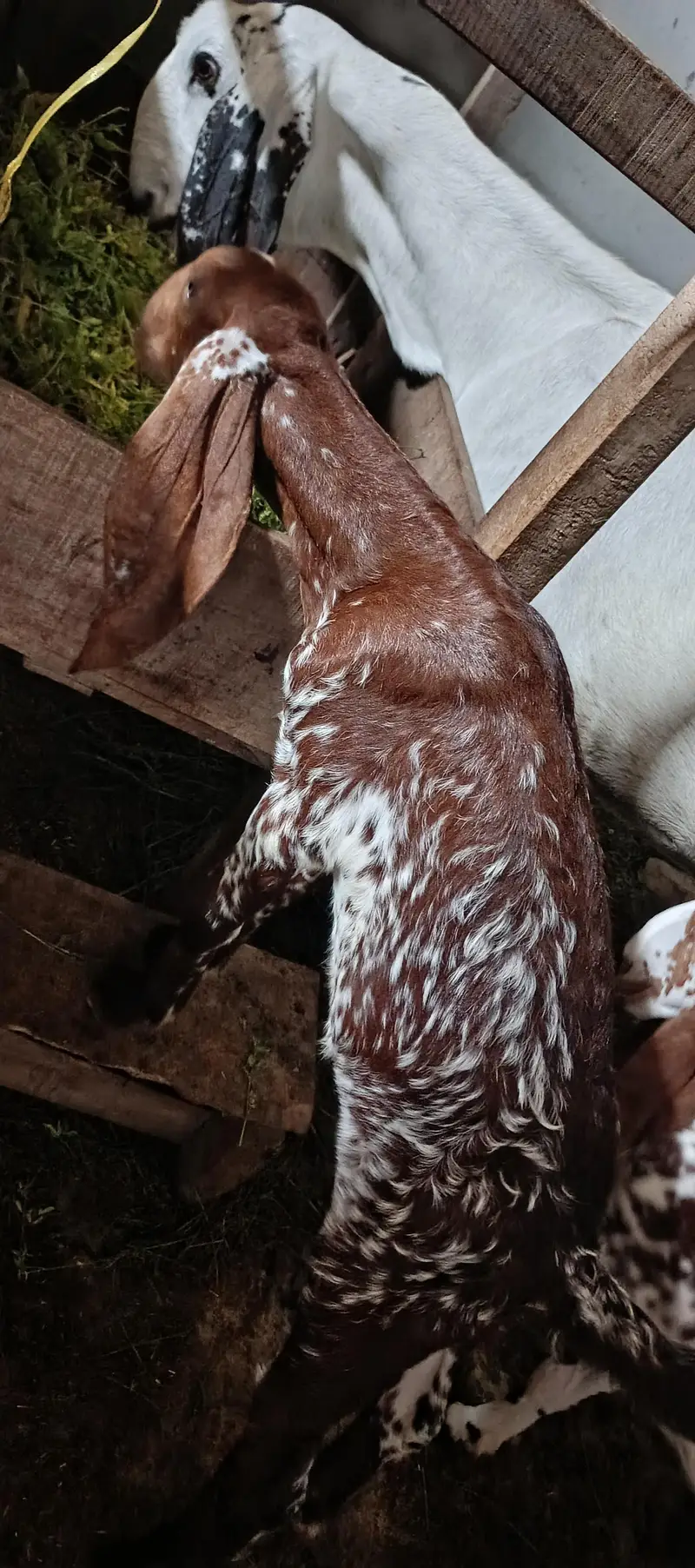rajanpur cross goat+ makichina 2 babe — photo 5