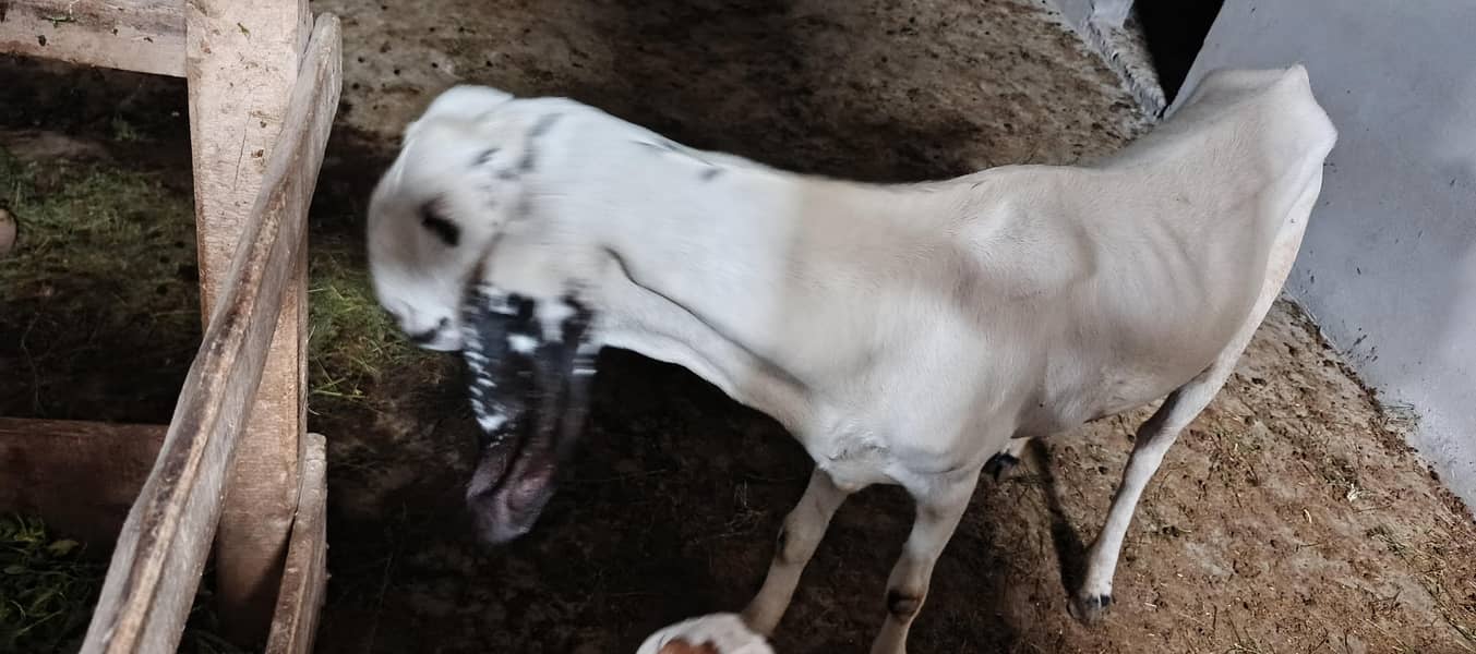 rajanpur cross goat+ makichina 2 babe 5