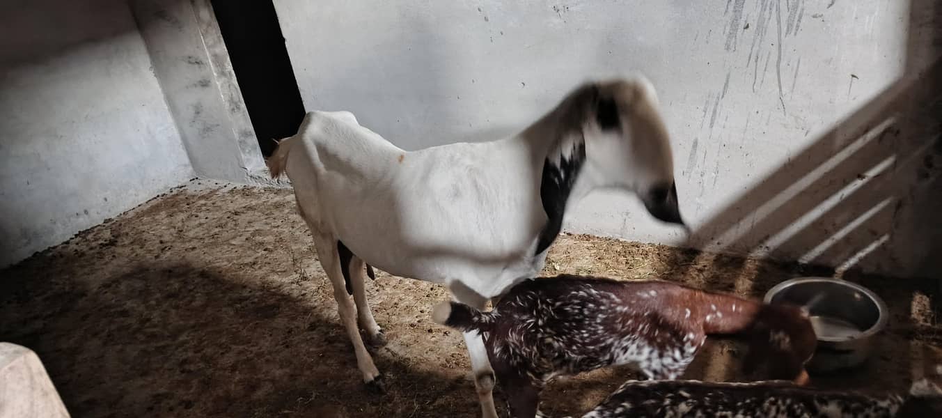 rajanpur cross goat+ makichina 2 babe 6