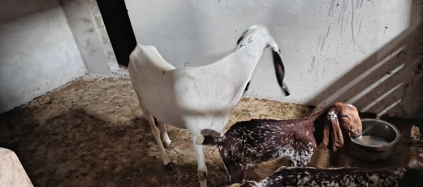 rajanpur cross goat+ makichina 2 babe 7