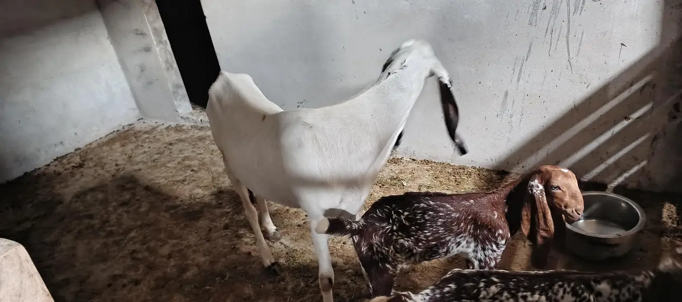 rajanpur cross goat+ makichina 2 babe — photo 8