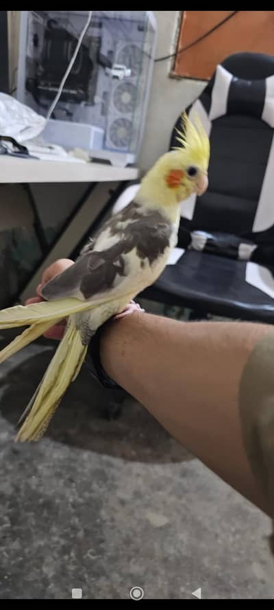 Fully Hand Tame Cocktail male for urgent sale