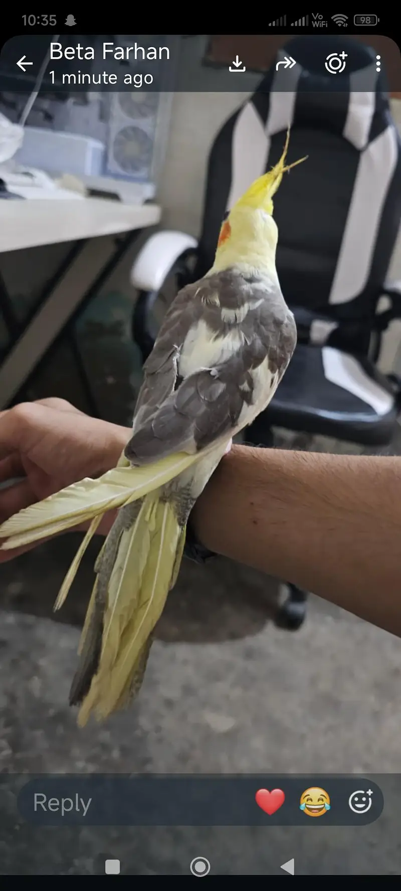 Fully Hand Tame Cocktail male for urgent sale — photo 2