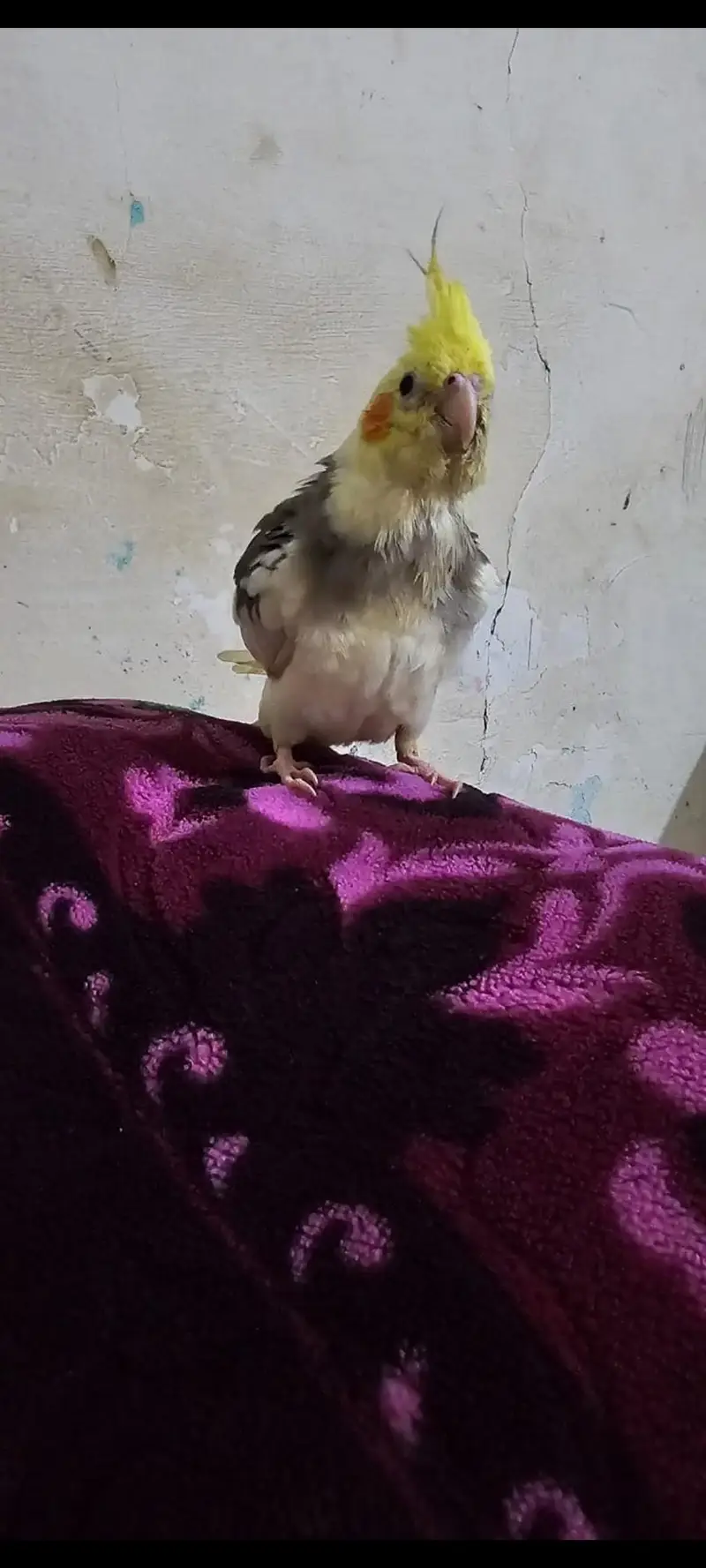 Fully Hand Tame Cocktail male for urgent sale — photo 3
