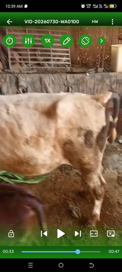 pure frezen bachry for sale