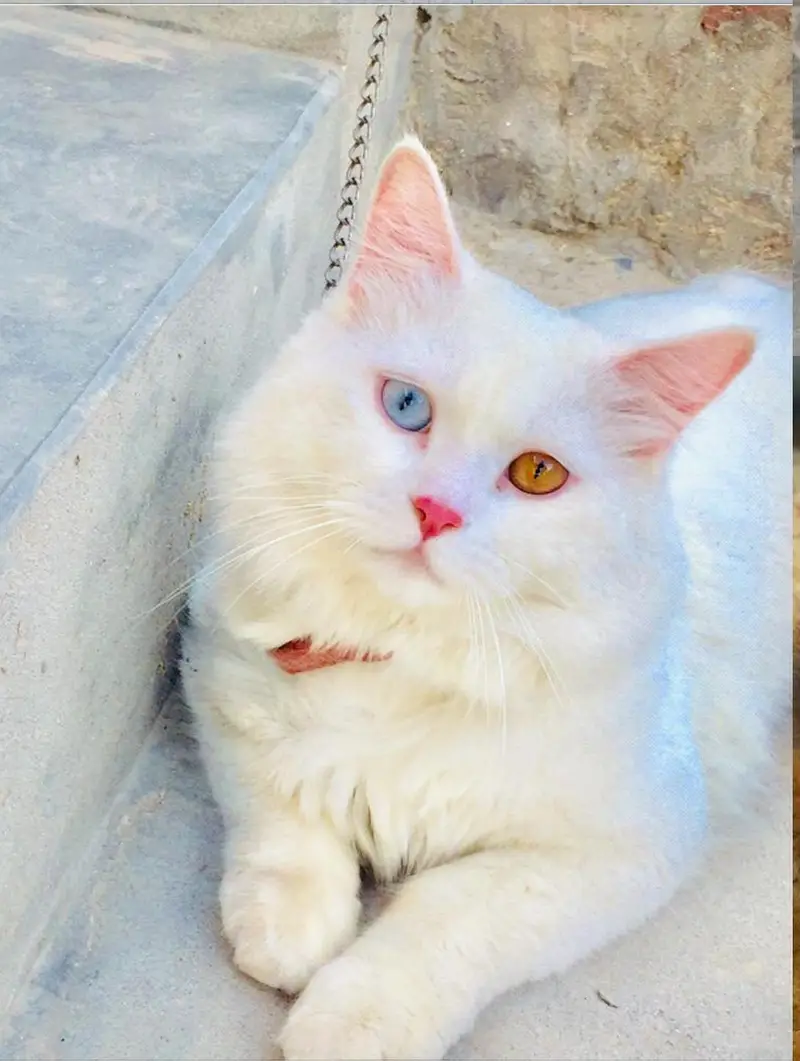 I am cat breeder