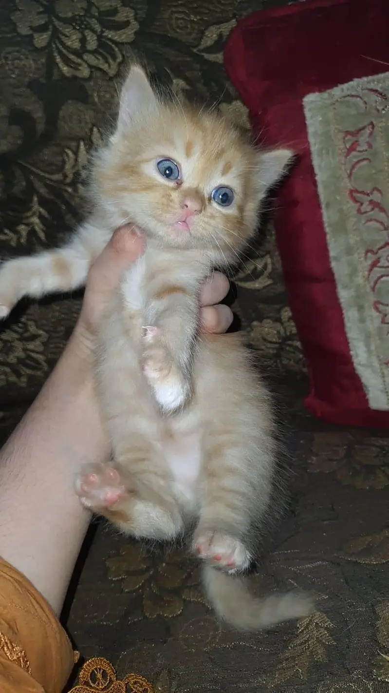 I am cat breeder — photo 2