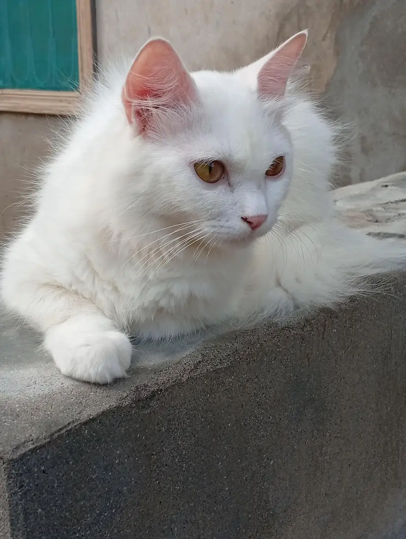 I am cat breeder — photo 3