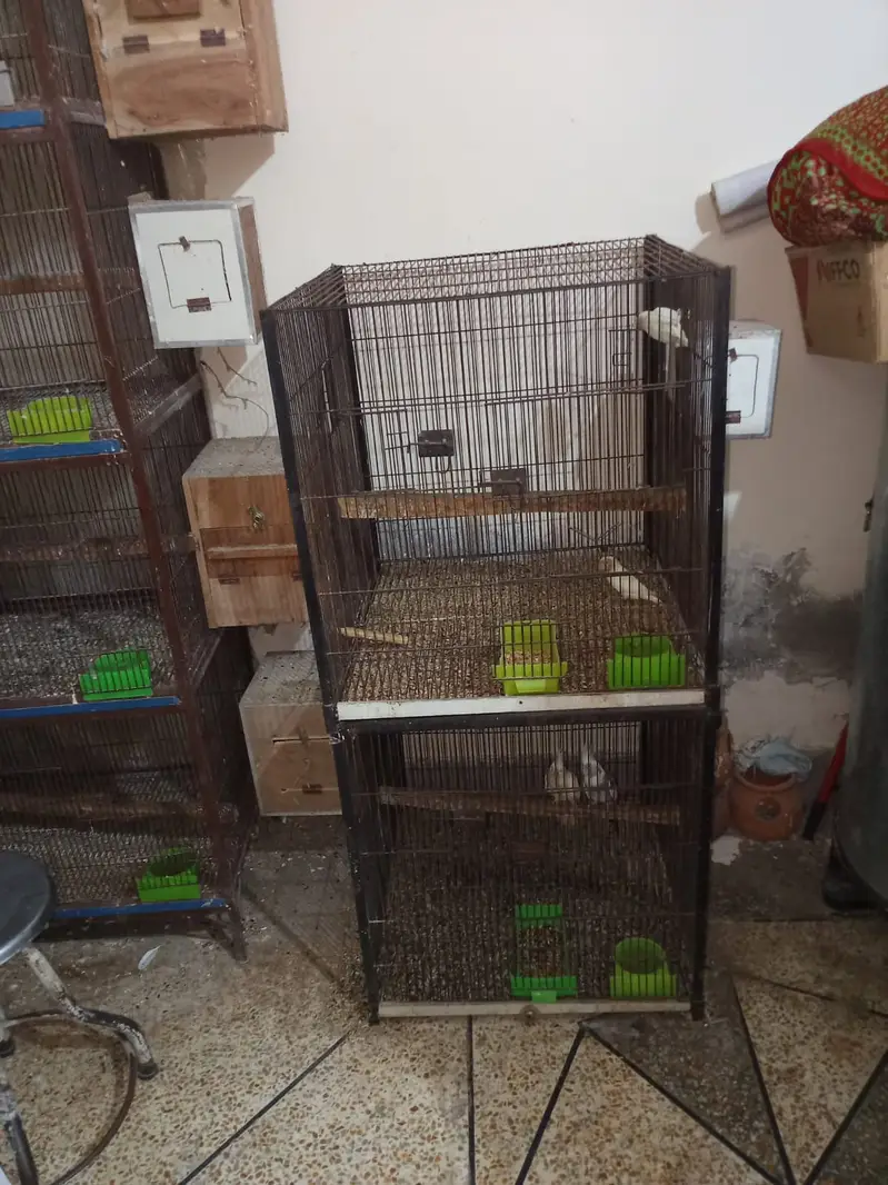 Premium Bird Cage Available | 1.5×2 & 2×2 Ft Rust Free Cages — photo 2