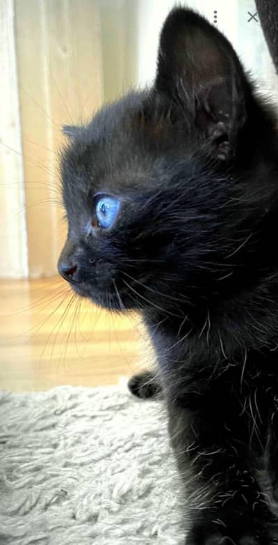 Blue Eyes ( Black Persian Kitten)
