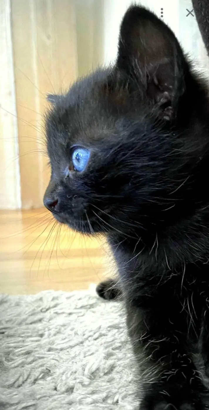 Blue Eyes ( Black Persian Kitten)