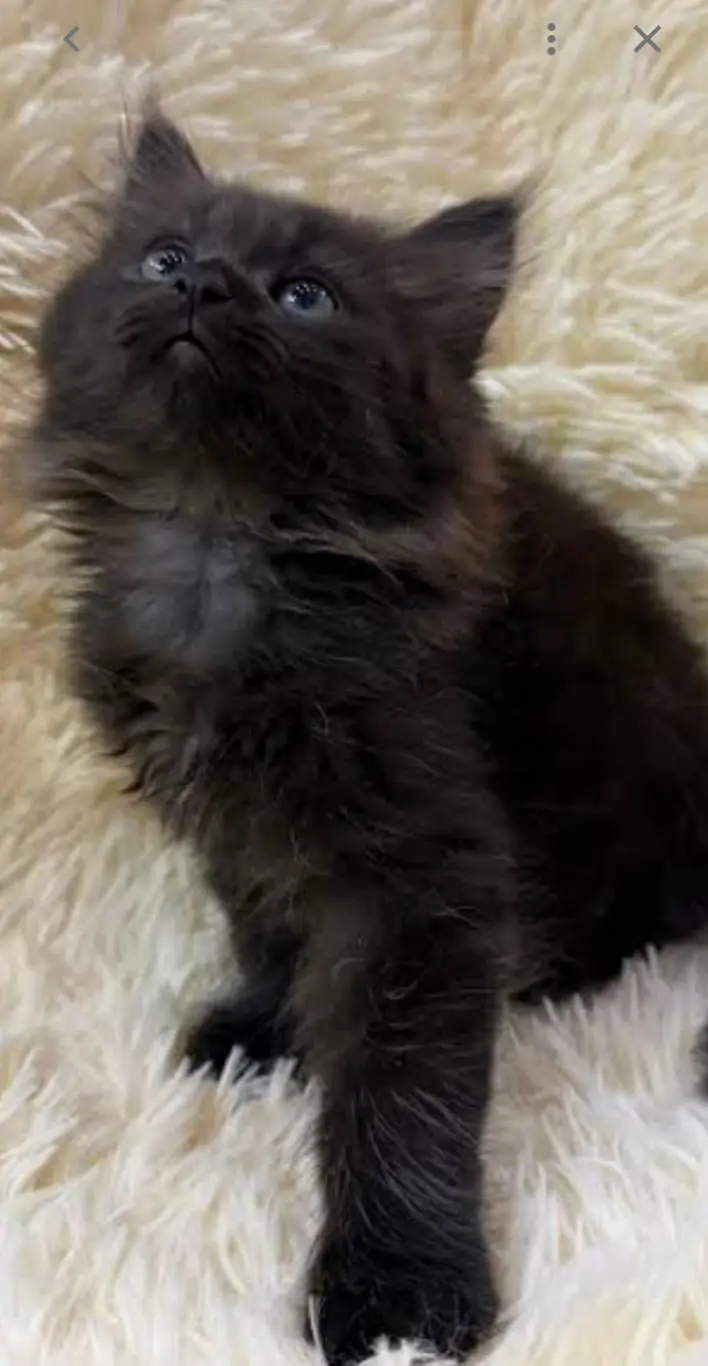Blue Eyes ( Black Persian Kitten) — photo 2