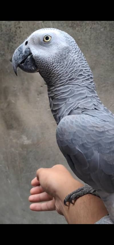 African grey parrot hand tamed and talking male