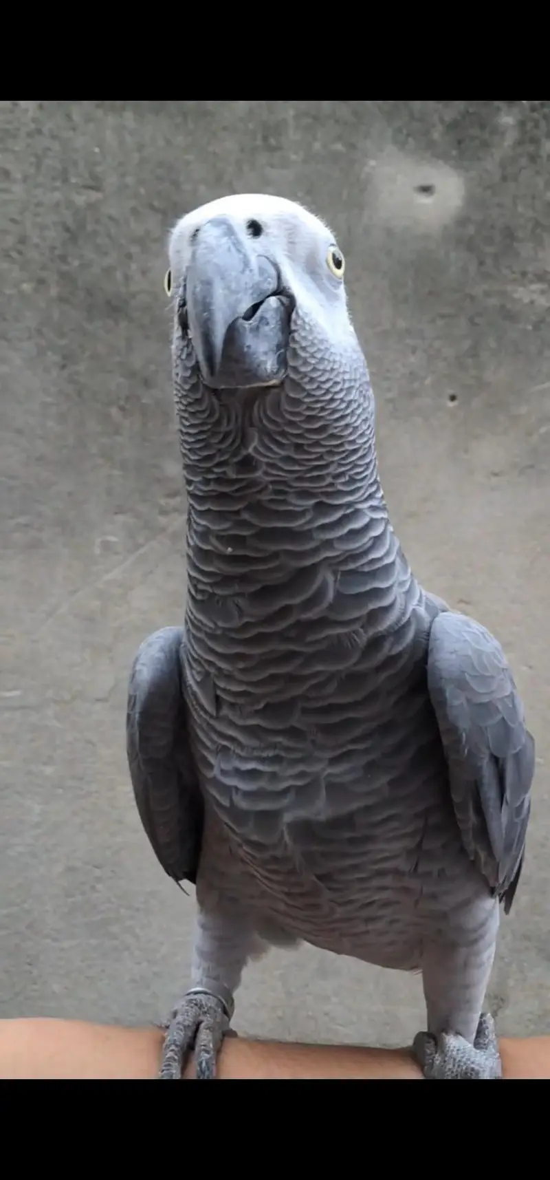 African grey parrot hand tamed and talking male — photo 2