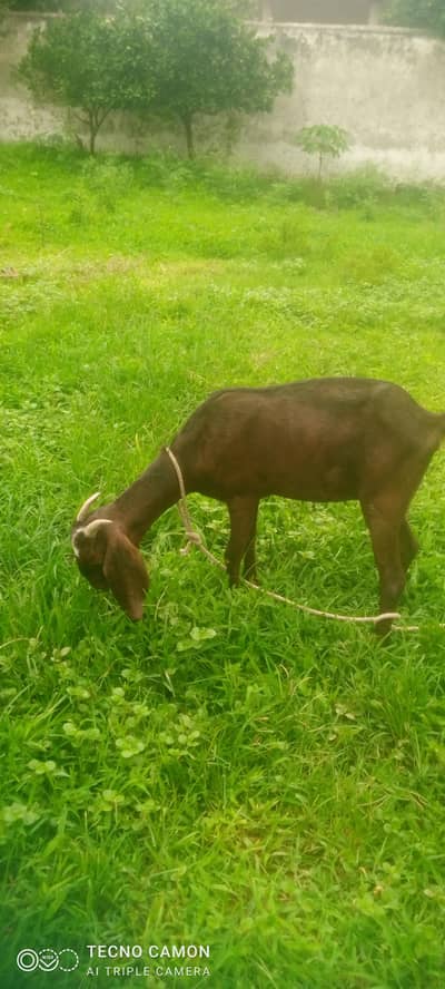 bakri for sale urgent