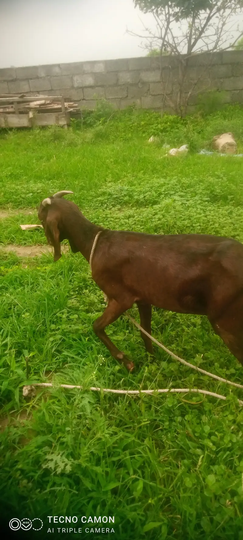 bakri for sale urgent — photo 2