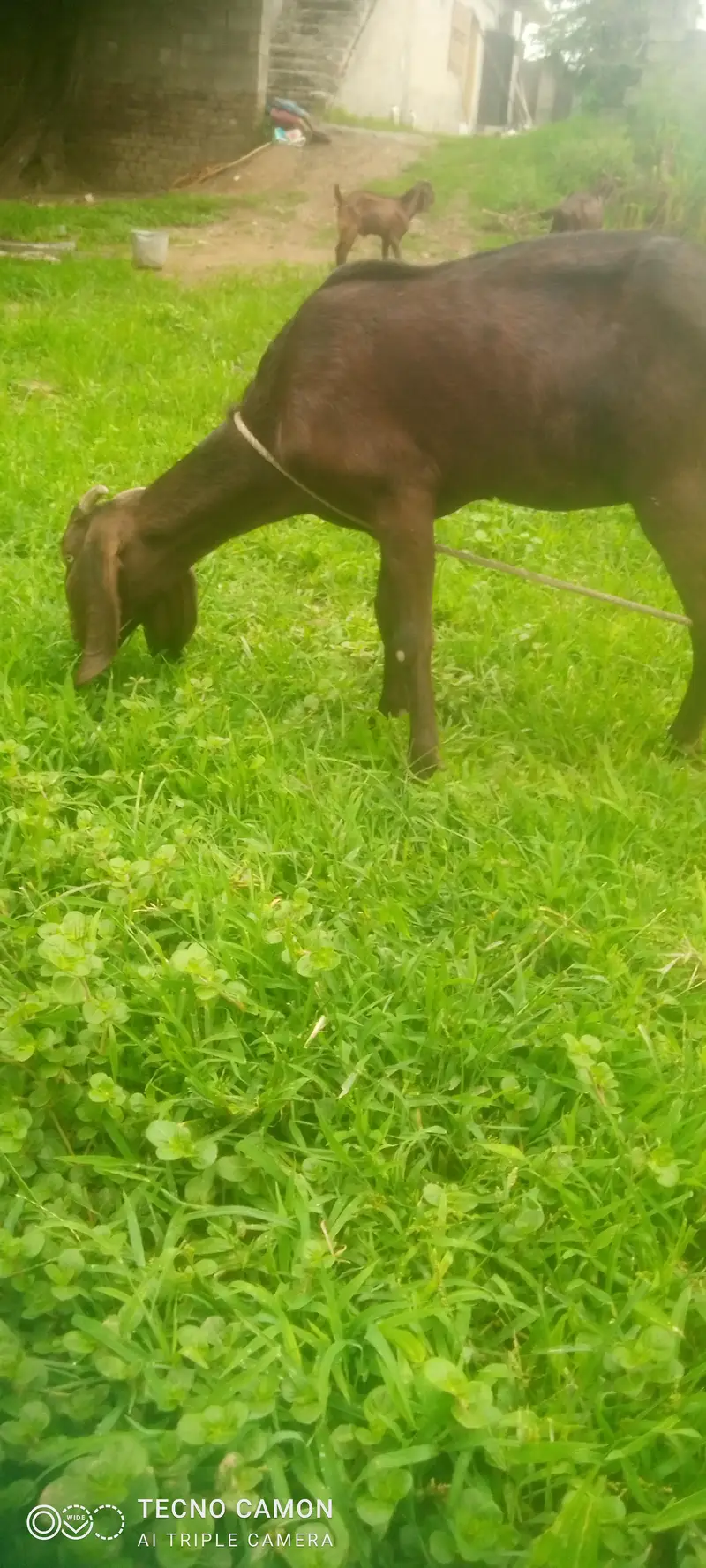 bakri for sale urgent — photo 3