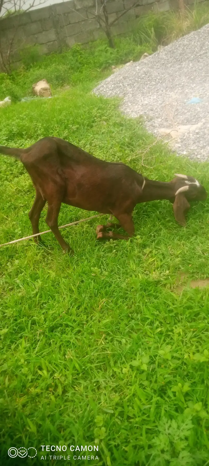 bakri for sale urgent — photo 4
