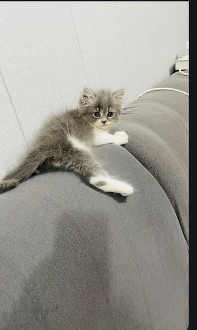 Triple coated male kitten