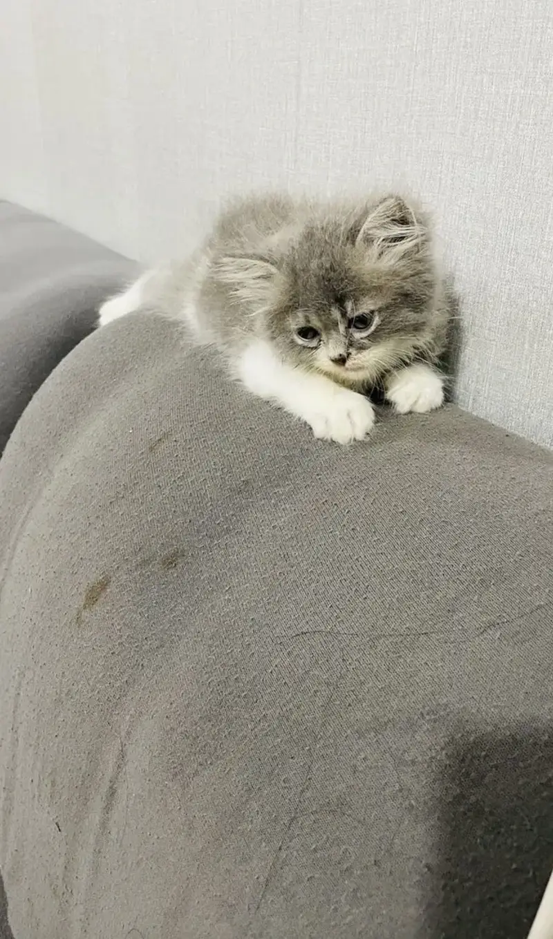 Triple coated male kitten — photo 2