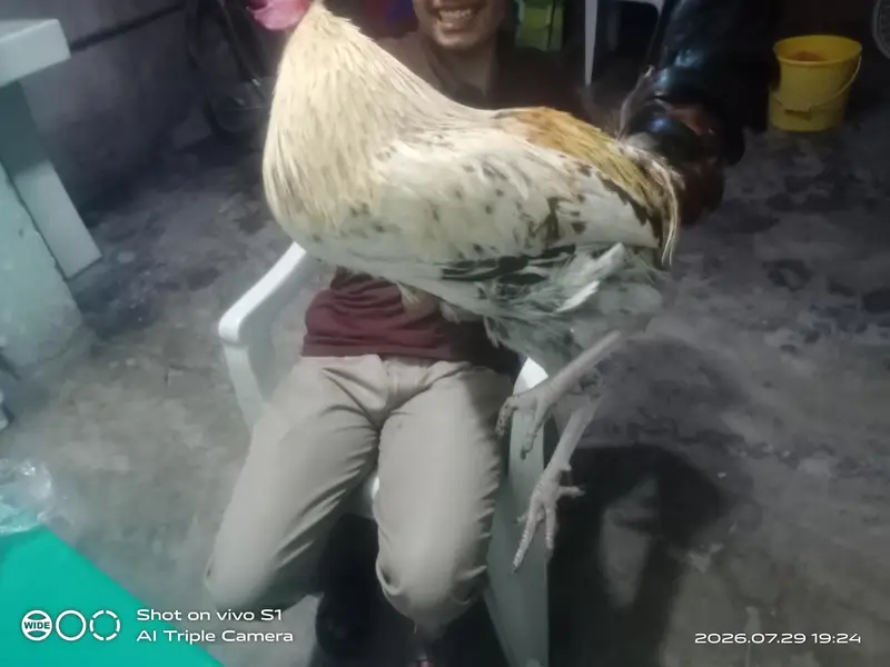 2 male cook hens — photo 3