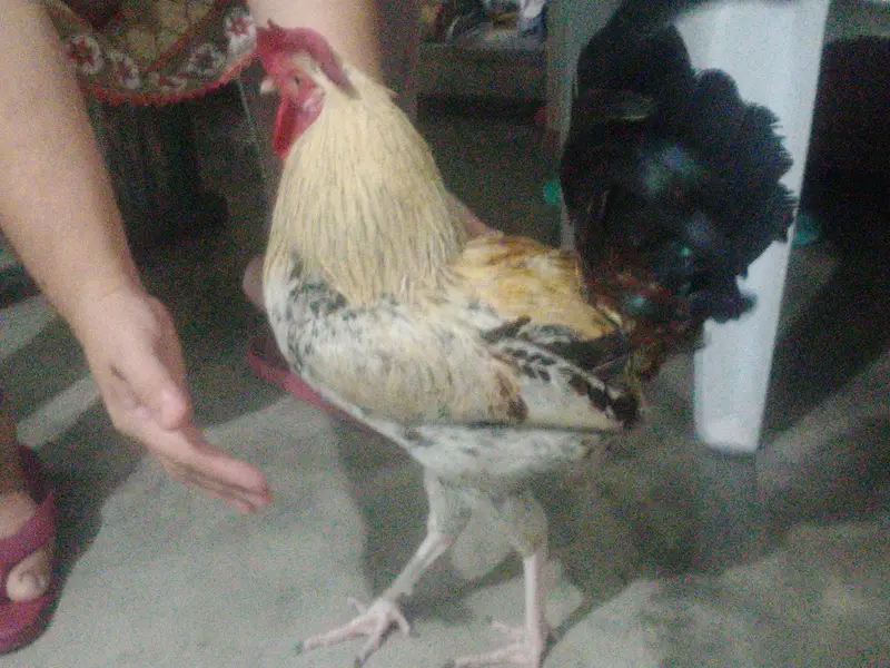 2 male cook hens — photo 4