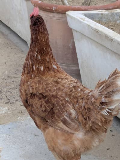 7500 3 PIECE EGG LAYING LOHMAN BROWN