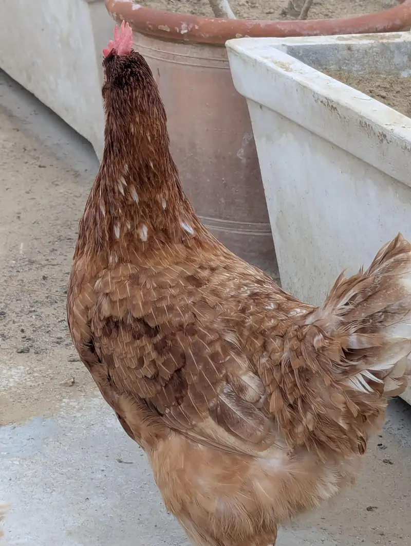 7500 3 PIECE EGG LAYING LOHMAN BROWN