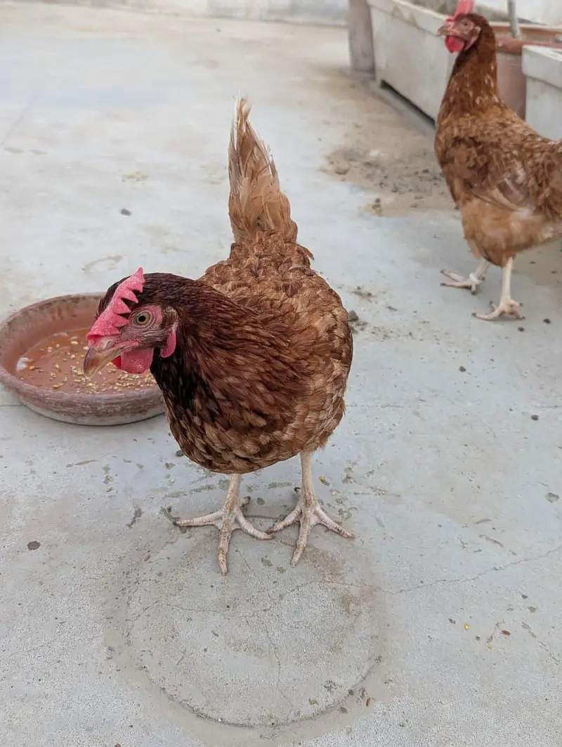 7500 3 PIECE EGG LAYING LOHMAN BROWN — photo 3