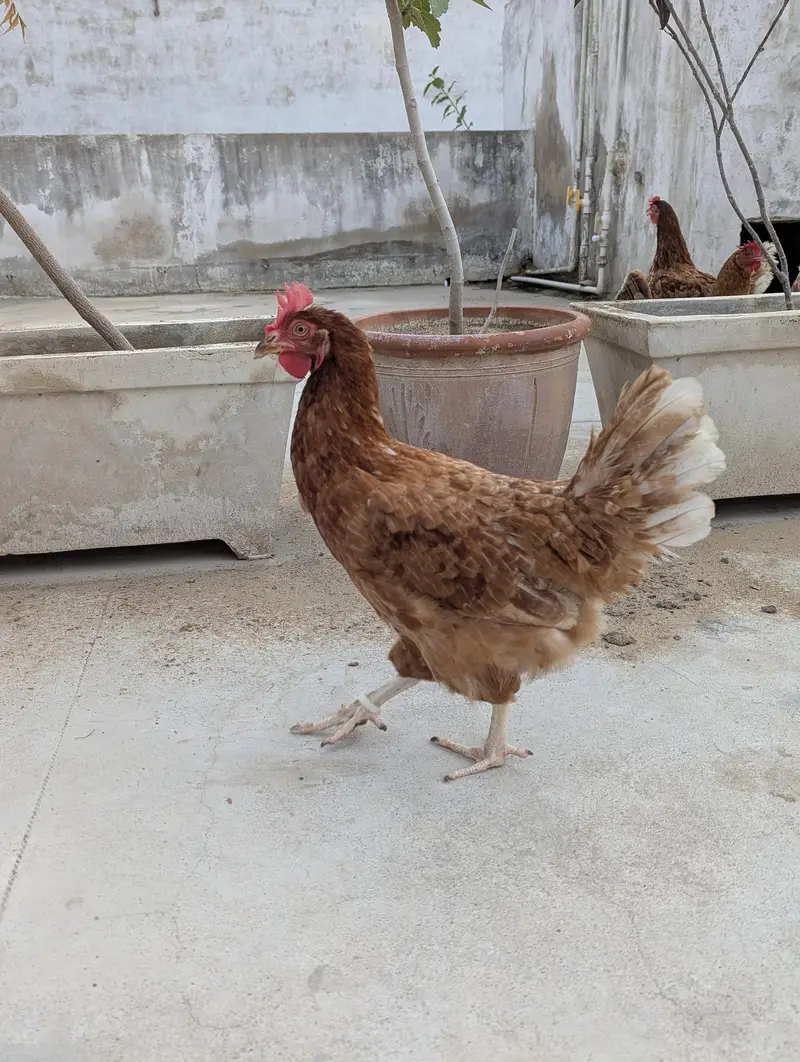 7500 3 PIECE EGG LAYING LOHMAN BROWN — photo 4