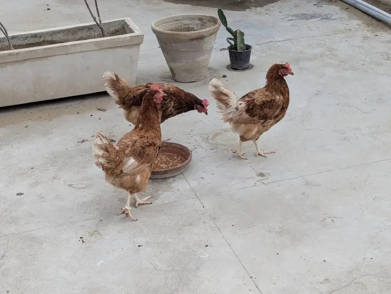 7500 3 PIECE EGG LAYING LOHMAN BROWN — photo 5