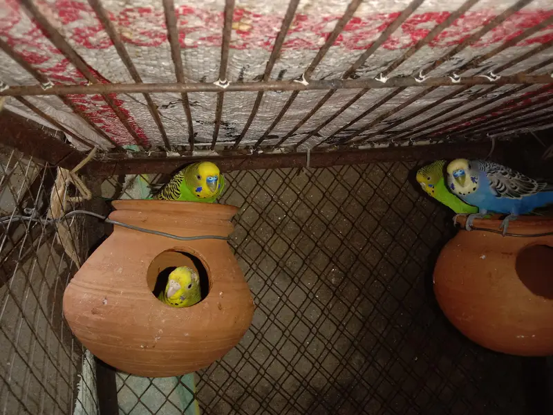 AUSTRALIAN PARROT'S — photo 2