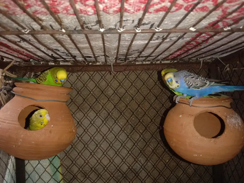 AUSTRALIAN PARROT'S — photo 3