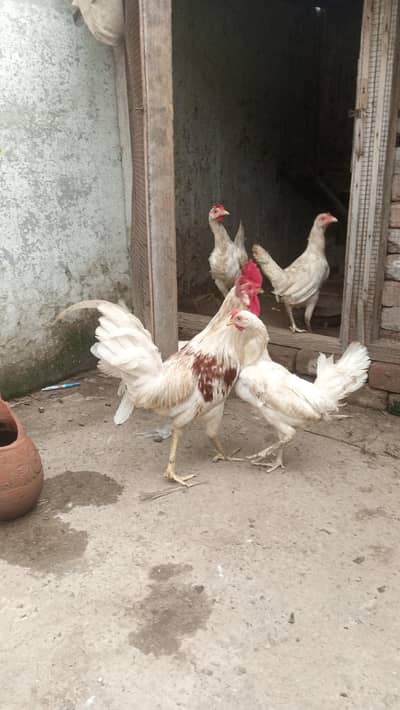 Hen and cock