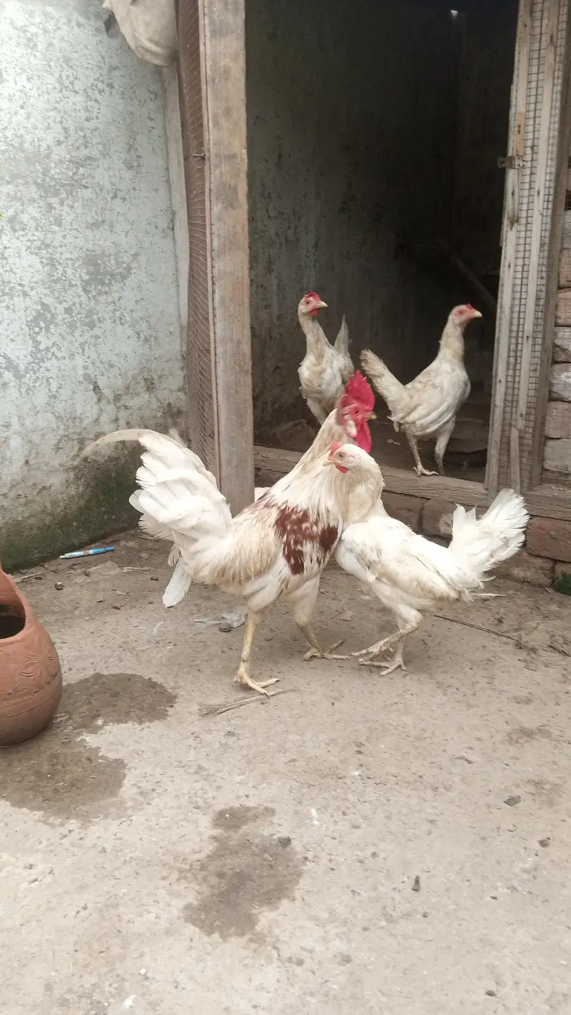 Hen and cock