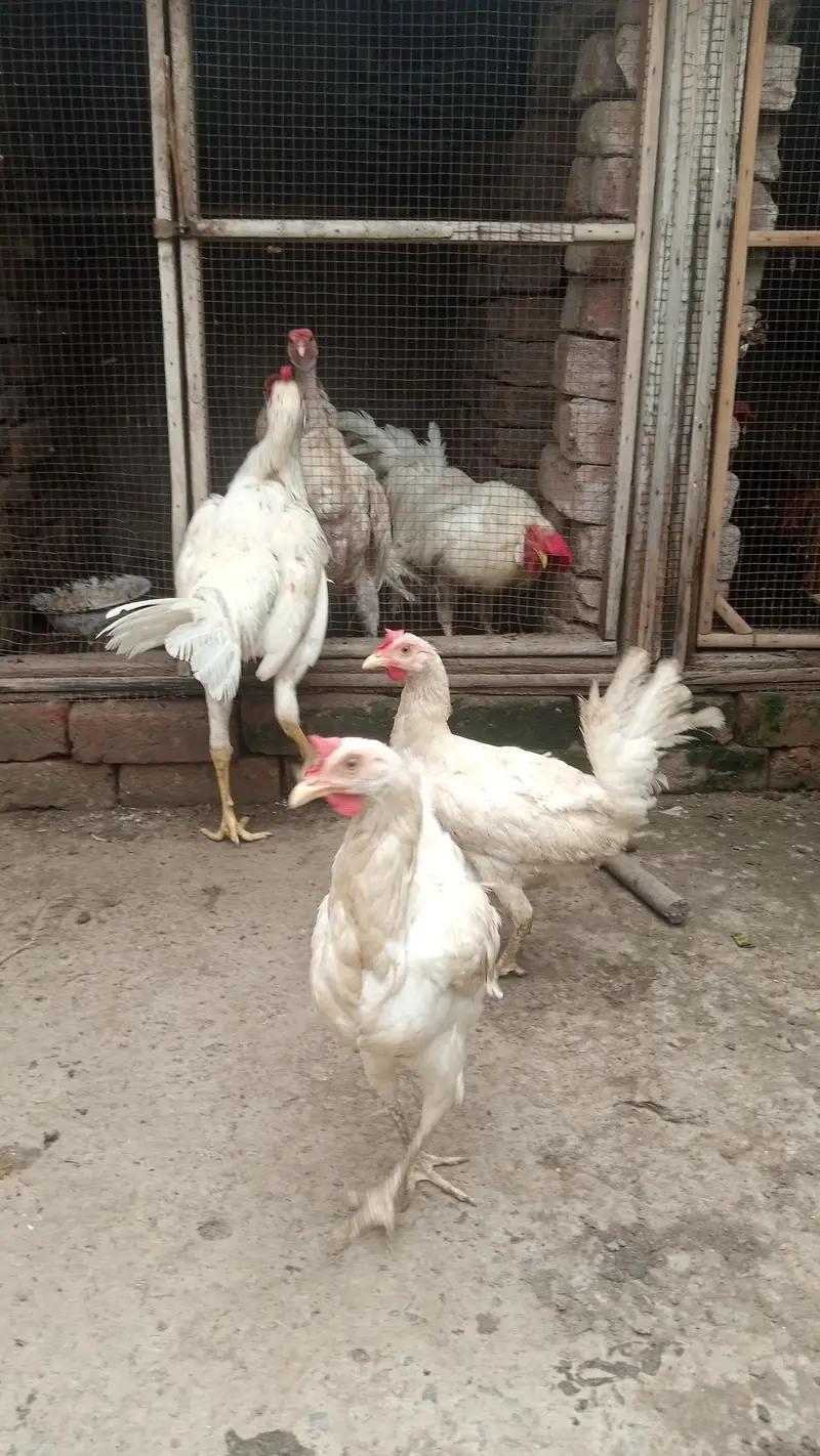 Hen and cock — photo 3