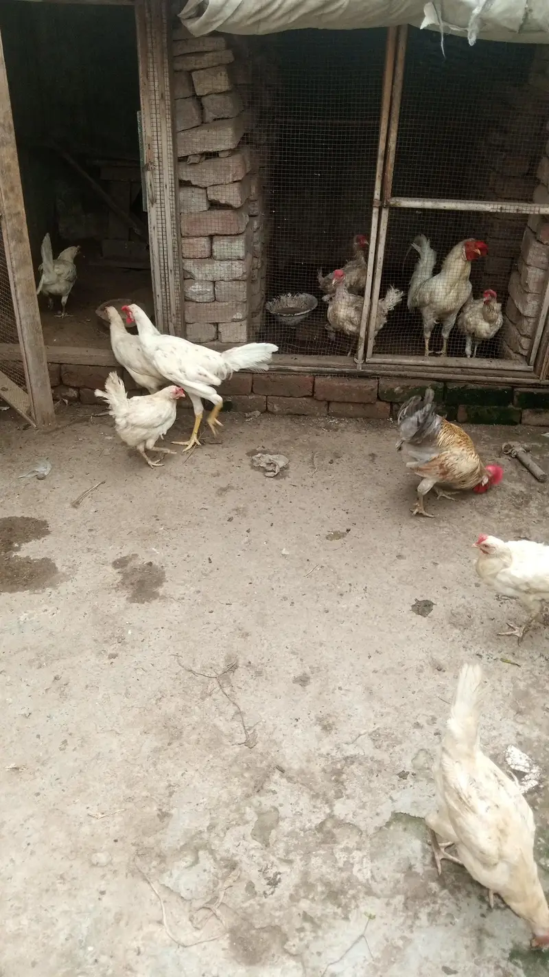 Hen and cock — photo 4