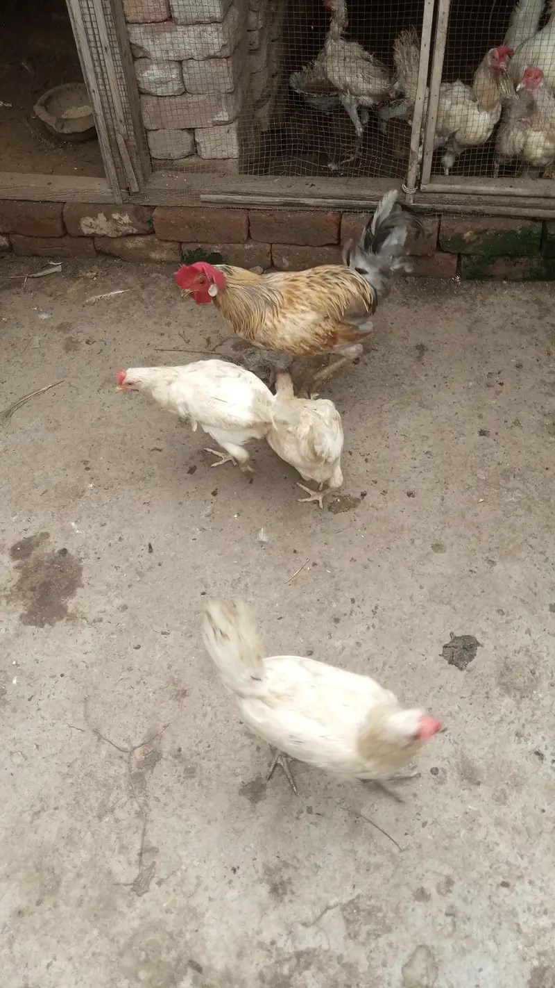 Hen and cock — photo 6