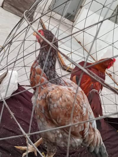 Aseel chicken pair