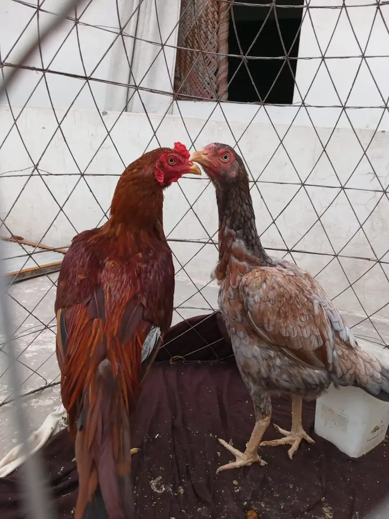 Aseel chicken pair — photo 2