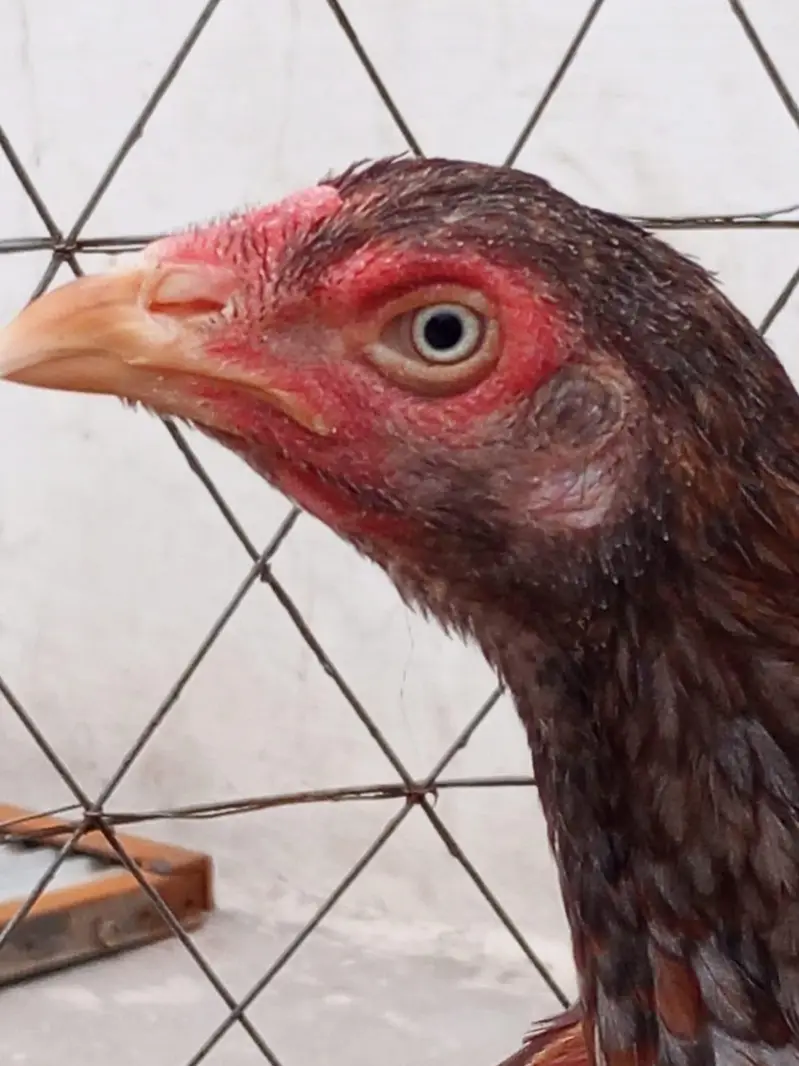 Aseel chicken pair — photo 3