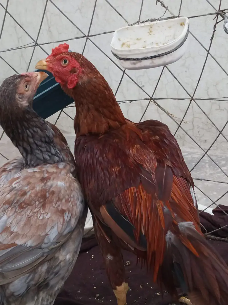 Aseel chicken pair — photo 4