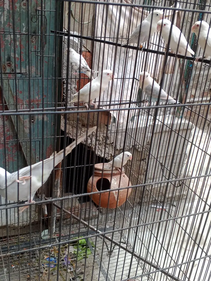 love bird Australia parrot — photo 2