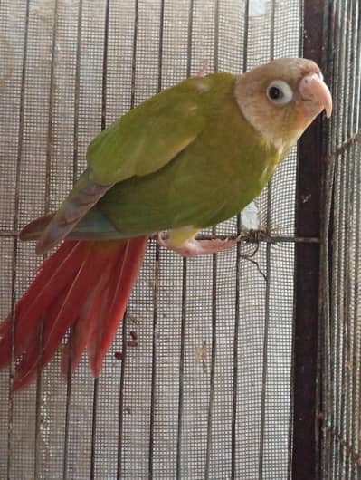 5 Month Old Conure