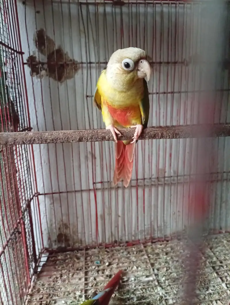 5 Month Old Conure — photo 2