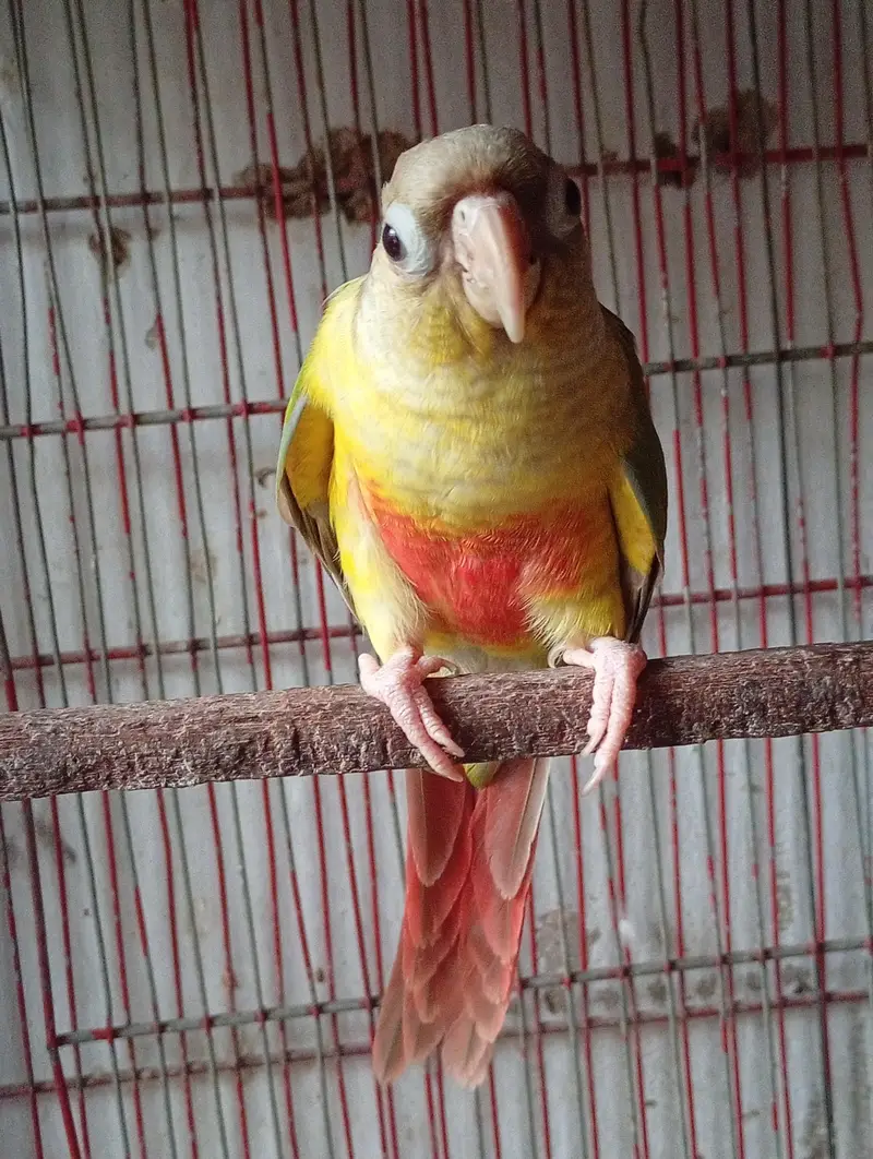 5 Month Old Conure — photo 3