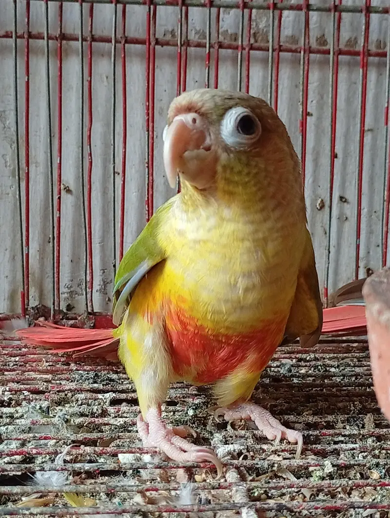 5 Month Old Conure — photo 4