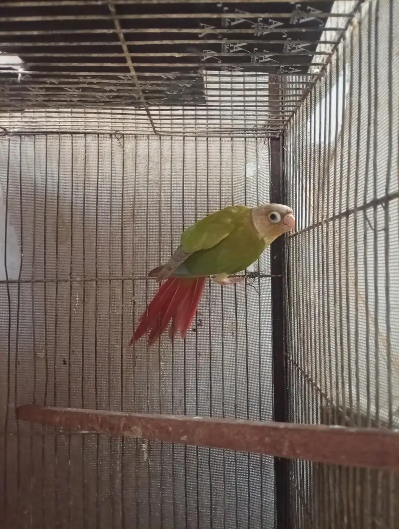 5 Month Old Conure — photo 5