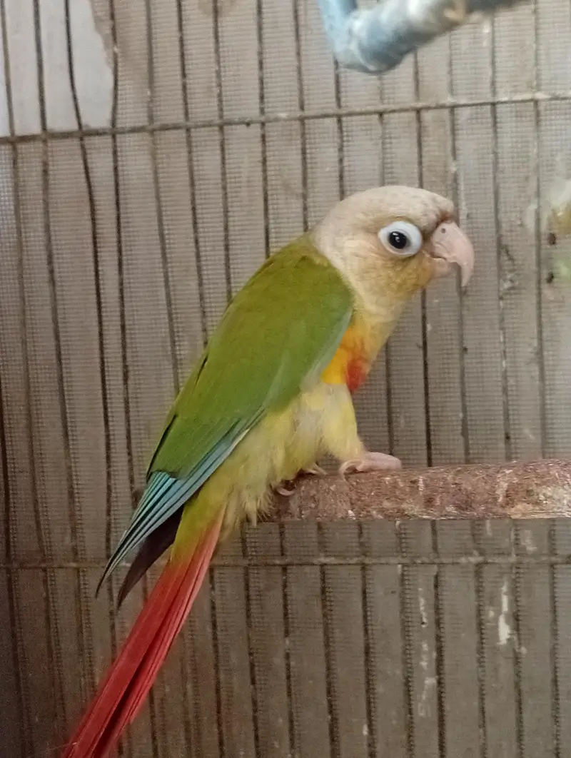 5 Month Old Conure — photo 6