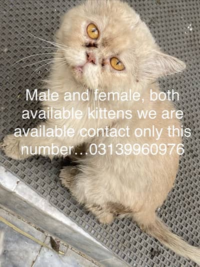Male female kittens available